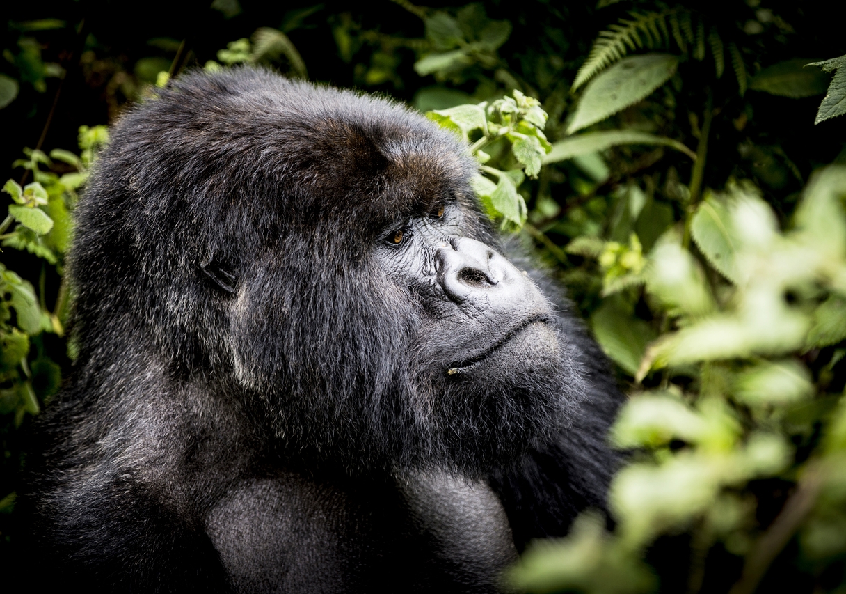 Mountain Gorillas & Tanzania Safaris